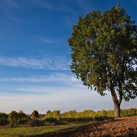 Le Stanze Di Bacco Villa Monteveglio Dış mekan fotoğraf