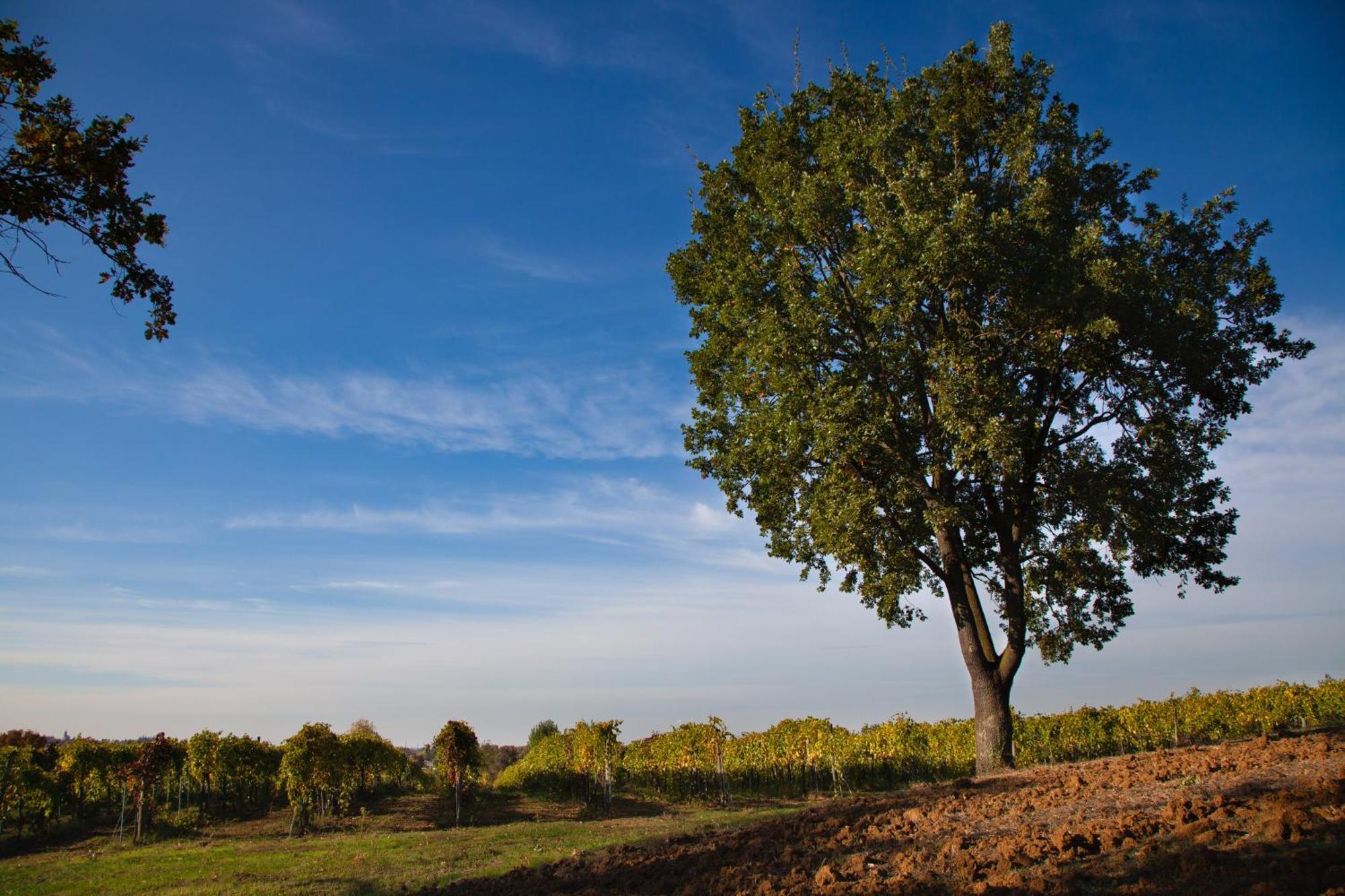 Le Stanze Di Bacco Villa Monteveglio Dış mekan fotoğraf